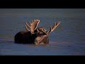 Beauty in Glacier National Park and it’s wildlife