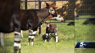 Oklahoma City Zoo announces name of newborn Okapi calf screenshot 5