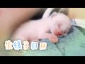 【生後３日目】体重が…！未熟児子猫ちゃん 予想外の出来事【子猫成長日記】