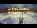 Охота на зайца беляка в Кировской области с Фаготом!!!