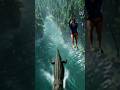Crocodile and Zip line 😂😁 #funny #ai #shorts #ytshorts