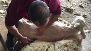 Sheep shearing lessons (how to shear sheep) getting over the sheep