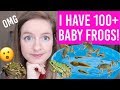 I Have 100+ Frogs!