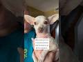 So embarrassing! #sirremingtonmartin #chihuahua #dog #puppy #funny #embarrassing #pets #mom #cute