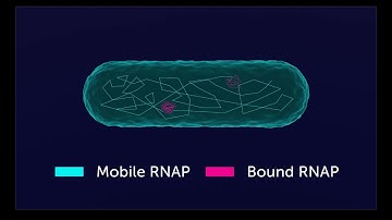 Understanding bacterial mechanisms with single molecule fluorescence microscopy