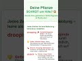 Deine Pflanze SCHREIT um Hilfe? 😱 | Zeitalter des Wassermanns  Deine P...