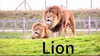 Lion voice Dangerous 😍🥰?