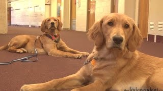 Meet Kody and Oakley, Barr Middle School's New Therapy Dogs