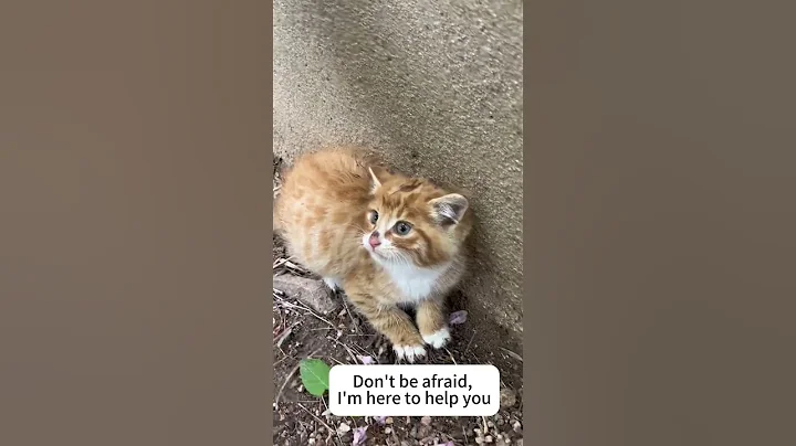 Video 8576241: rescue stray cat, cat pet rescue, cat pets funnycats, funnycats usa cat, stray cats funny