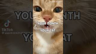 ❤️ #cat viral #cat #cute #foryou #kitten #funnycats #catfunny #funnycats #viral #shorts #cattalking