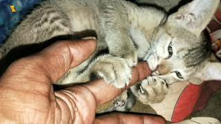 Kittens cat india animals