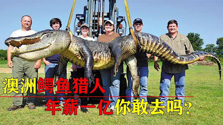 鳄鱼也在澳大利亚泛滥了？20年猛增15万条，鳄鱼猎人收入可观 - 天天要闻
