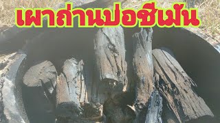 เผาถ่านเตาบ่อชีเมัน(ทดลองep1)