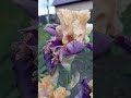 Ирис Голливудские Огни#ирисы#flowers#garden#nature