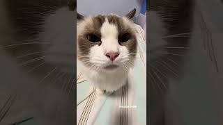Top 10 most most funny moments in cat 😺😂😂 #viral #cat #viralvideo #shorts