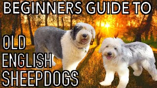 Beginners Guide to OLD ENGLISH SHEEPDOGS
