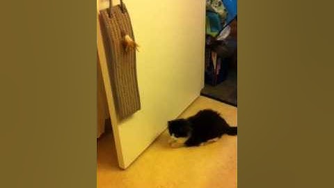 Tatiana and Catnip Scratcher