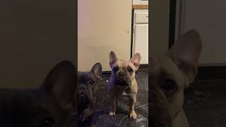 Boys are way easier. | TRAINING FRENCH BULLDOGS #dogs #training #dog #frenchies #frenchbulldog #pups