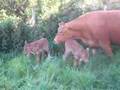 Newborn Twin Calves