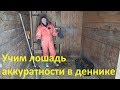 Учим лошадь аккуратности в деннике.