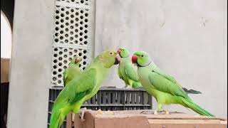 Ringnaeck talking parrots chirping sounds natural voice ||