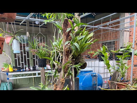 Video Ghép Lan Lên Trụ Gỗ - youtube