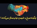 چگونه مرغ و خروس جفت گیری می کنند؟