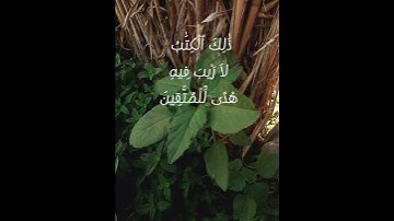 تلاوة خاشعة مع الشيخ محمد صديق المنشاوي