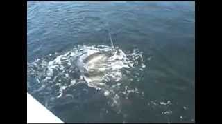 Fishing Cape Cod Stripers
