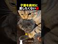 子猫を絶対に渡したくない猫