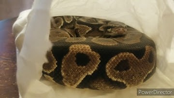 My New Male Yellowbelly Ball Python Unboxing!!!