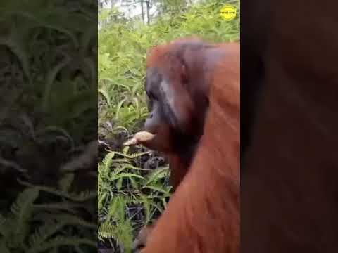 Video: Adakah manusia lebih rapat dengan gorila atau orang utan?