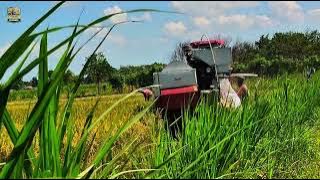 manen di sawahnya om sarimanto