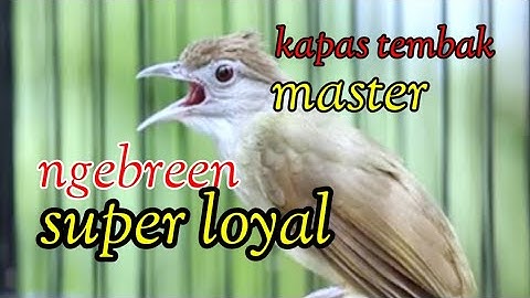 sang guru vokal lincah burung katem kapas tembak gacor