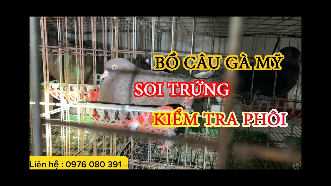 HƯỚNG DẪN SOI TRỨNG CHIM BỒ CÂU GÀ MỸ ĐƠN GIẢN