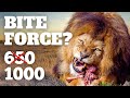 Lion&#39;s Bite Force: Debunking Myths &amp; Unveiling Facts