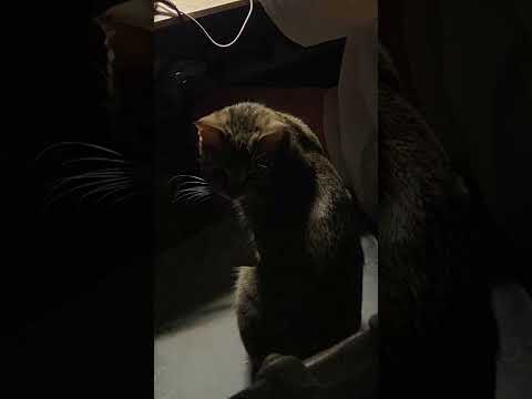 بكل مكان وزمان زعتر الحكيم جنة وقططها معلومات قطط حيوانات