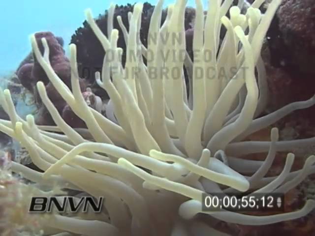 5/14/2004 Giant Anemone And Damselfish Dry Tortugas TER