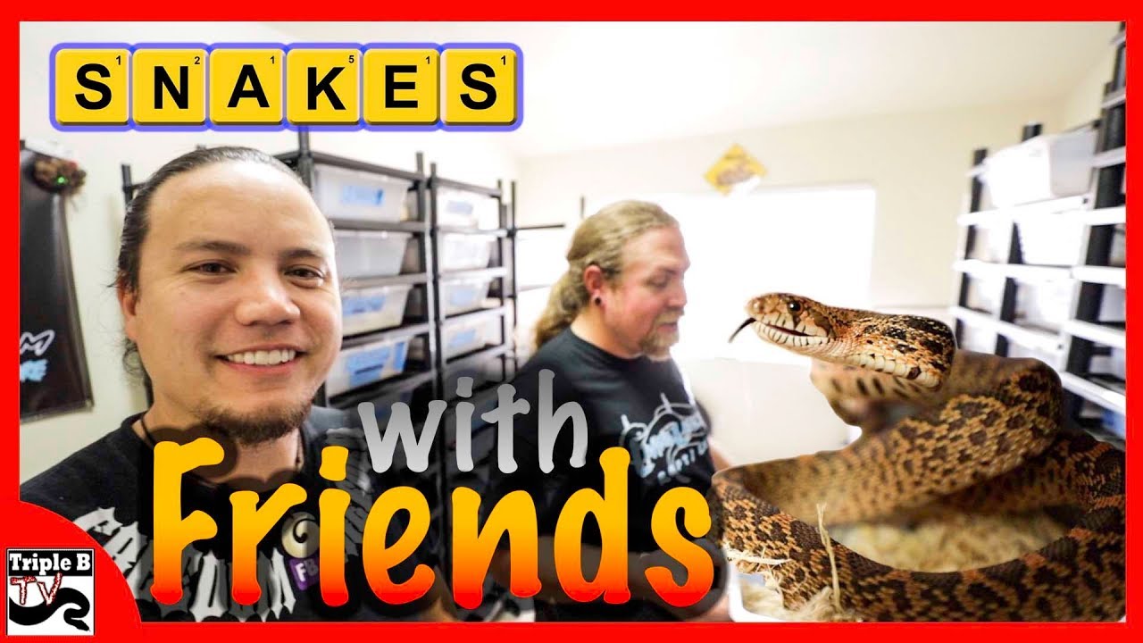 video phone beyonce mp3 Snakes with Friends : Travis Johnson - Ep.122