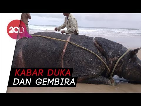 Matinya Badak Jawa dan Lahirnya Dua Anak Badak di Ujung Kulon