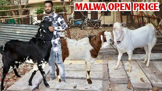 Malwa Goat's Ka Collection With Open Price At Salman Goat's