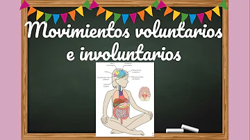 ¿Cuál es el sistema nervioso voluntario e involuntario?