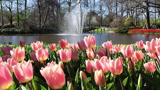 Keukenhof 2022 - A Nice Sunny Sunday in Keukenhof Garden - 4K