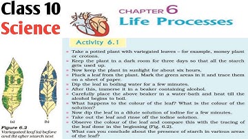 Activity 6.1 class 10 science biology (chlorophyll is necessary for photosynthesis) (life processes)