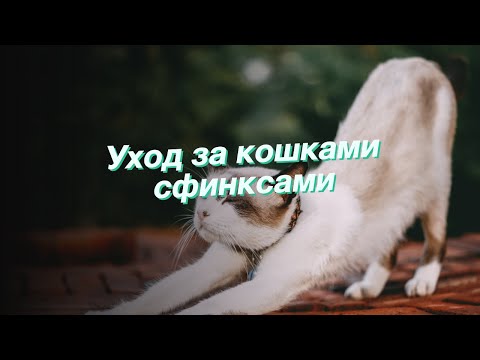Уход за кошками сфинксами