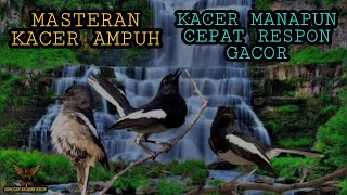 MASTERAN KACER BAHAN BAKALAN | KACER MACET MALAS BUNYI CEPAT RESPON GACOR