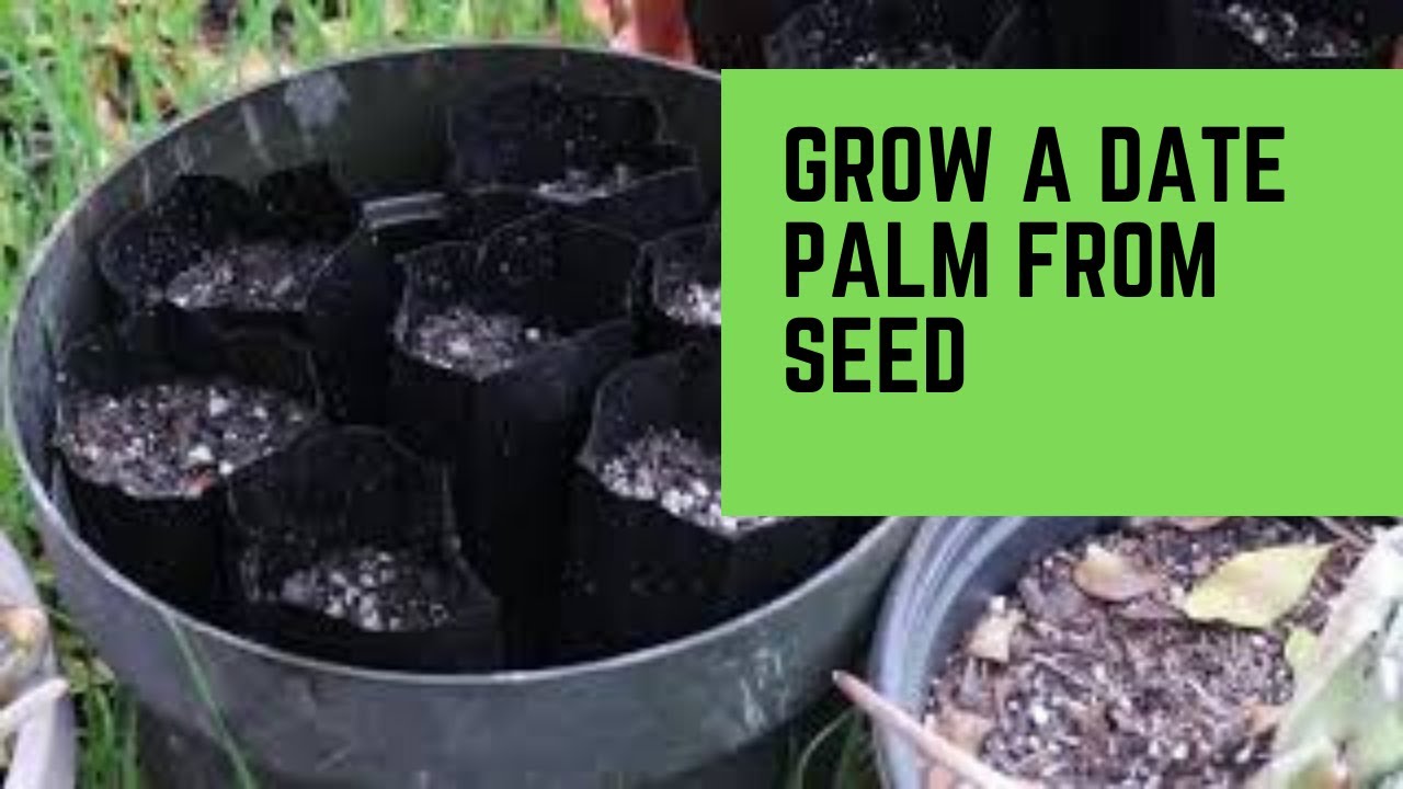 Grow Date Palms from Seed
