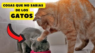 30 CURIOSIDADES que NO sabias de los GATOS😱