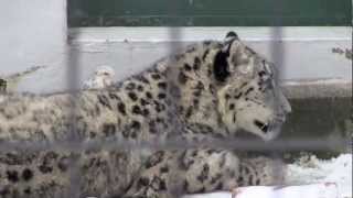 仲良しユキヒョウ母子 リーベとリアン~Snow Leopards