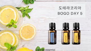 [BOGO DAY 5] 도테라코리아 보고  DAY5, 페퍼민트 구매시 레몬 오일 2개 무료